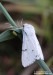 šípověnka vrbová (Motýli), Acronicta leporina (Linnaeus, 1758) (Lepidoptera)